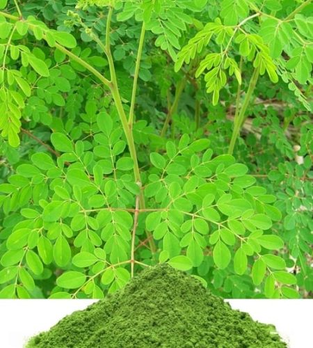 moringa-1