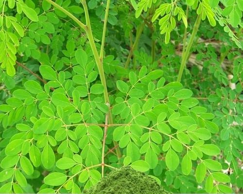 moringa-1